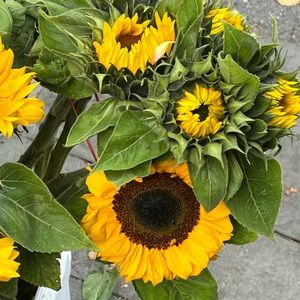 Meet your Posher, Catalina